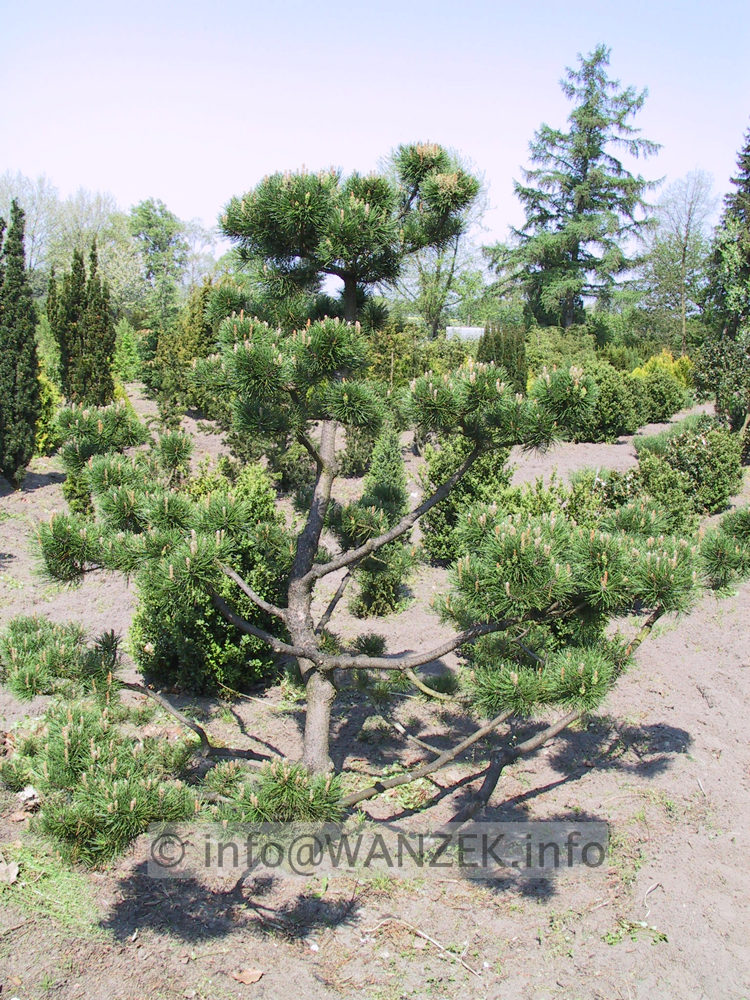 Pinus mugo - Bonsai3.JPG